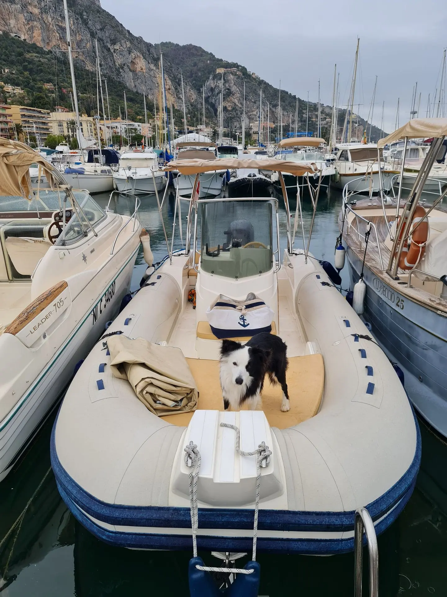 Capelli Tempest 690 — Bateau pneumatique amarré dans un port, avec un chien à bord.